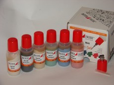 BOTZ SET ENGOBA 6X50ml